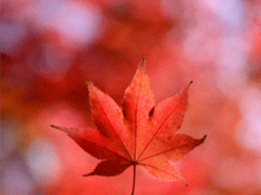 描写秋天的句子优美带图片 秋天到了微信心