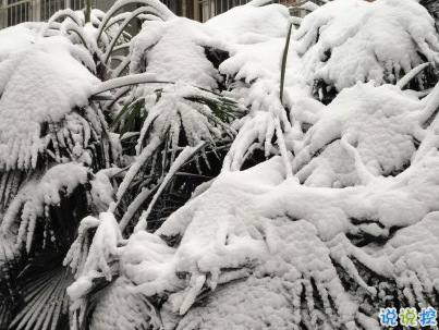 下雪天朋友圈唯美说说配图 下雪了说说简短一句话2